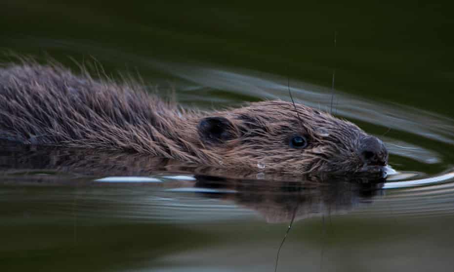 Beaver in the water