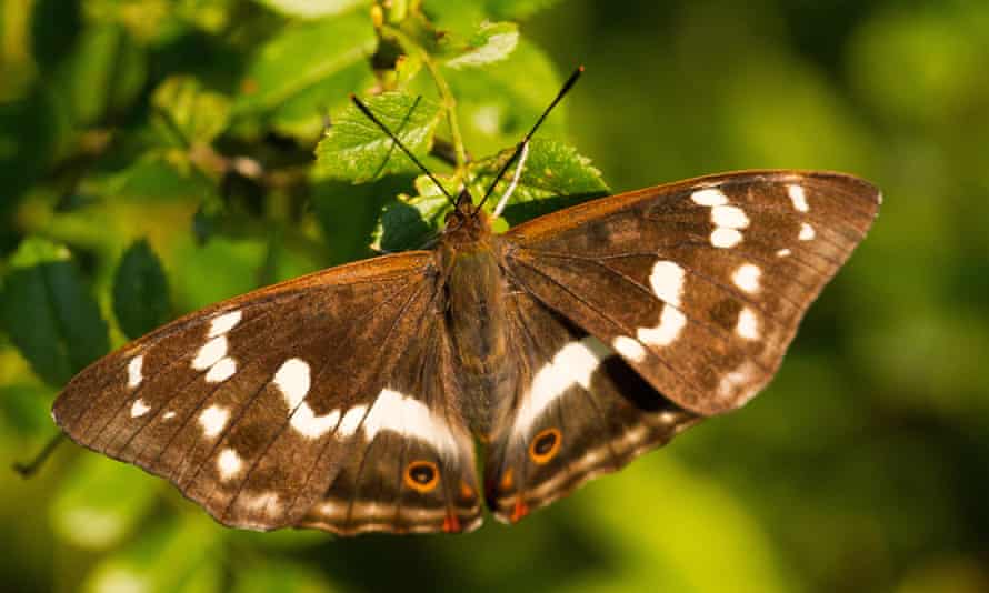 Purple emperor butterfly at Knepp.