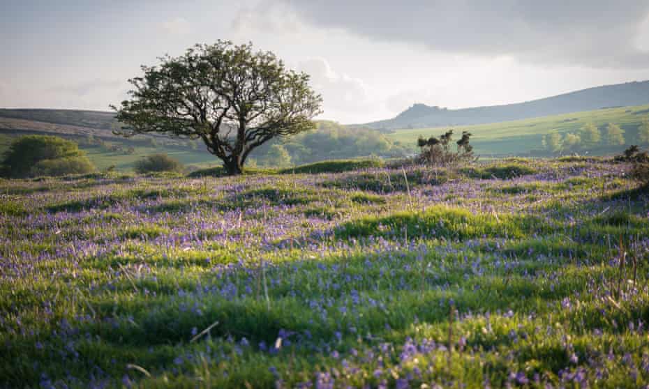 Carpet of bluebells in Dartmoor national park.