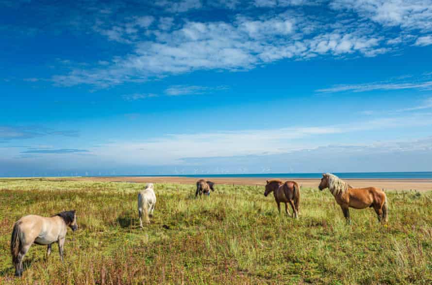 Ponies at Gibraltar Point, Skegness, Lincolnshire, England, UK.