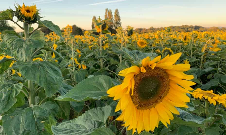 Pick Your Own PYO at Steve Harris