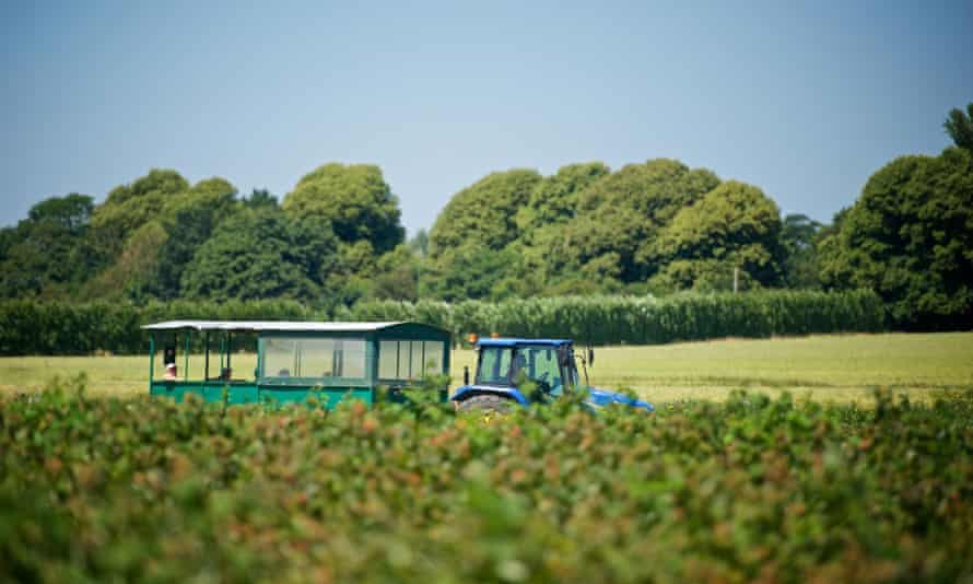 Fresh air and family fun at Roundstone PYO Farm.