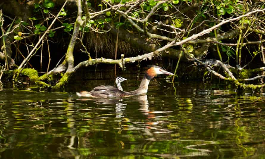 ‘Scandi-spare lodges in the pretty woods close to the lake’: Fritton Lake.