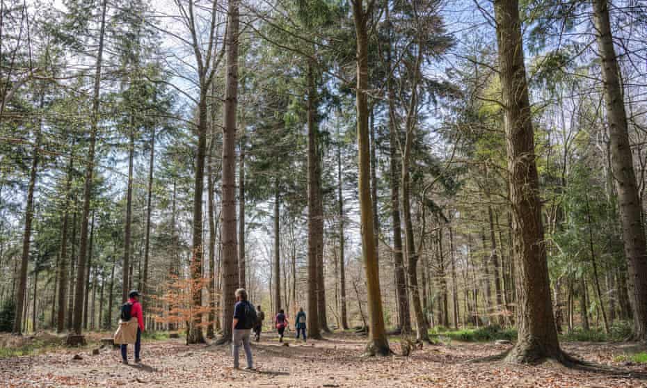 Broxbourne Woods, where Reeves’s muntjac deer can be spotted.