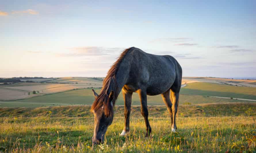 A wild pony grazing on Cissbury Ring.