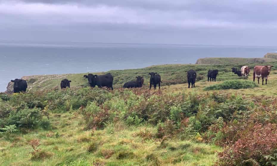 Hardy Welsh Black cattle graze clifftops in south-west Gower