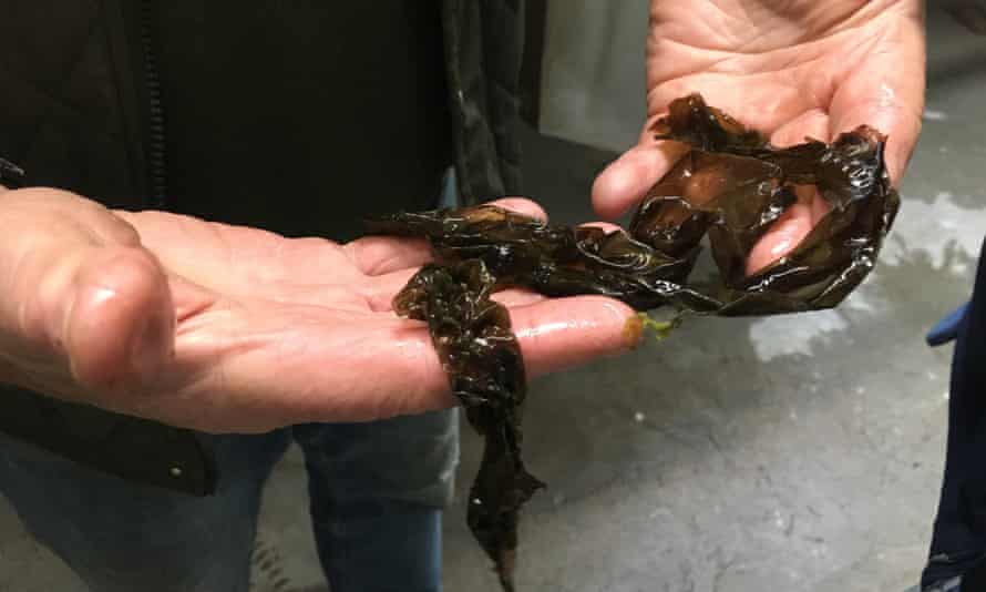 Brian Jones with some raw Selwyn’s Seaweed.