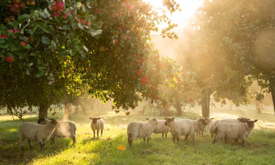 Burrow Hill Cider cider farm in Somerset, England