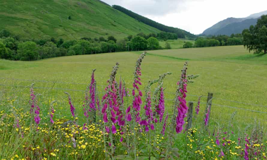 A valley with flowers in Perthshire