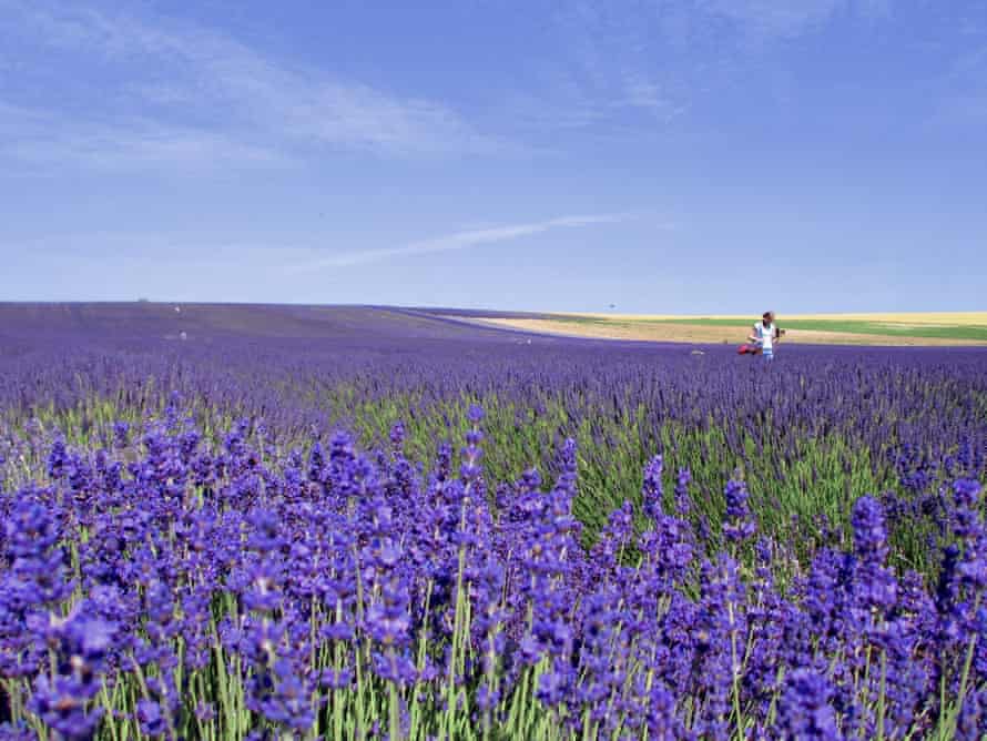 Hitchin Lavender; field of lavender in Hitchin, UK on a sunny day.