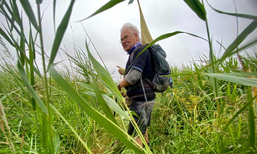 Colin Saunders leads the way through dense Suffolk reed beds. UK