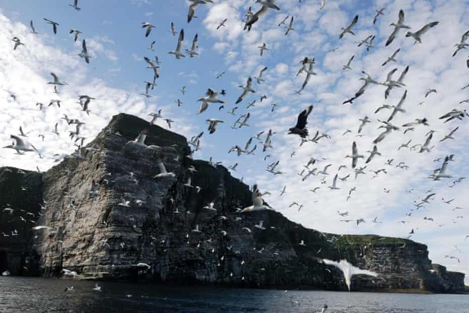 Northern gannet (Sula bassana) flock in flight over nest colony site, Shetland Islands, Scotland, UK. 25 August