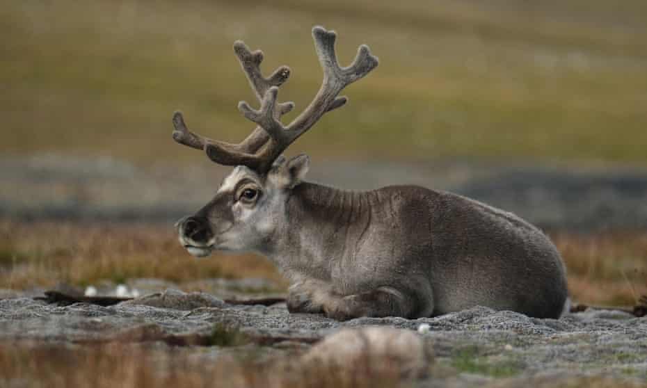 Reindeer grazing in the north Norway summer.