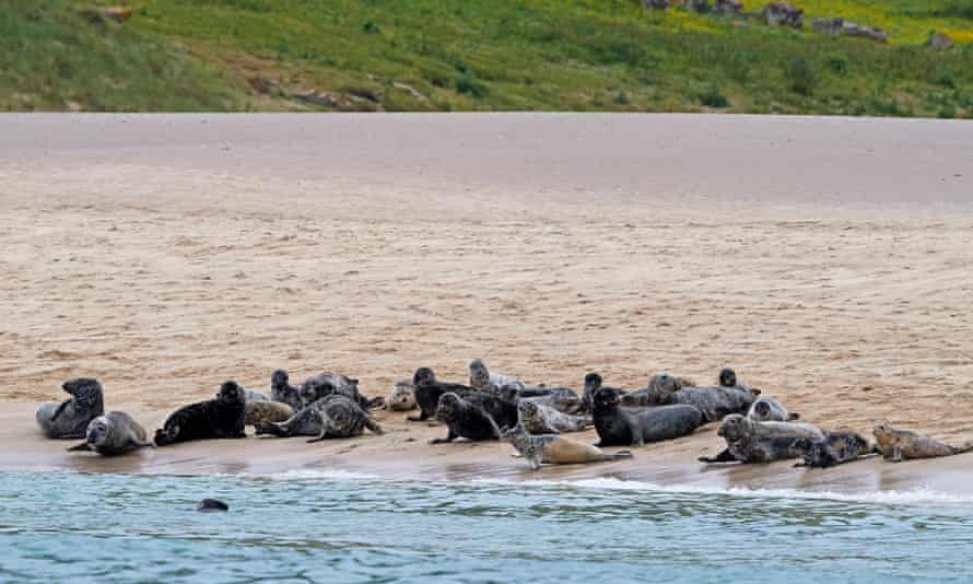 Grey seals on Mingulay beach.