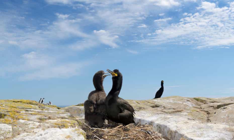 European shag with chick, Farne Islands.