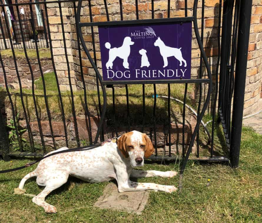 All the signs tell us Annandale’s Maltings Coffee Shop welcomes dogs.