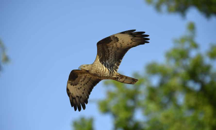 Honey-buzzard - Pernis apivorus