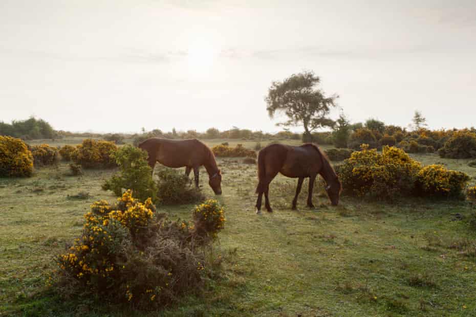 New Forest ponies on Beaulieu Heath. New Forest National Park. Hampshire. UK.