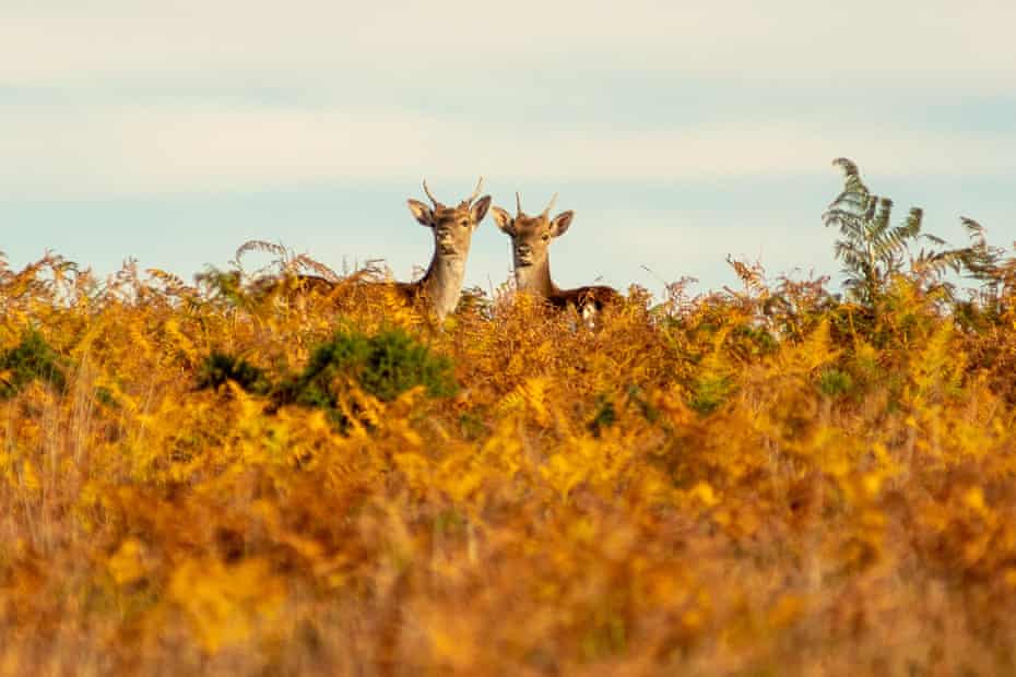 New Forest fallow deer among browning autumn bracken during the golden hour at the end of a sunny and warm day in October.