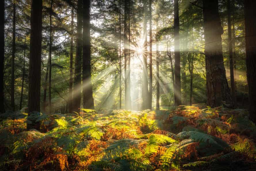 Bolderwood, New Forest National Park, Hampshire, England, UK.