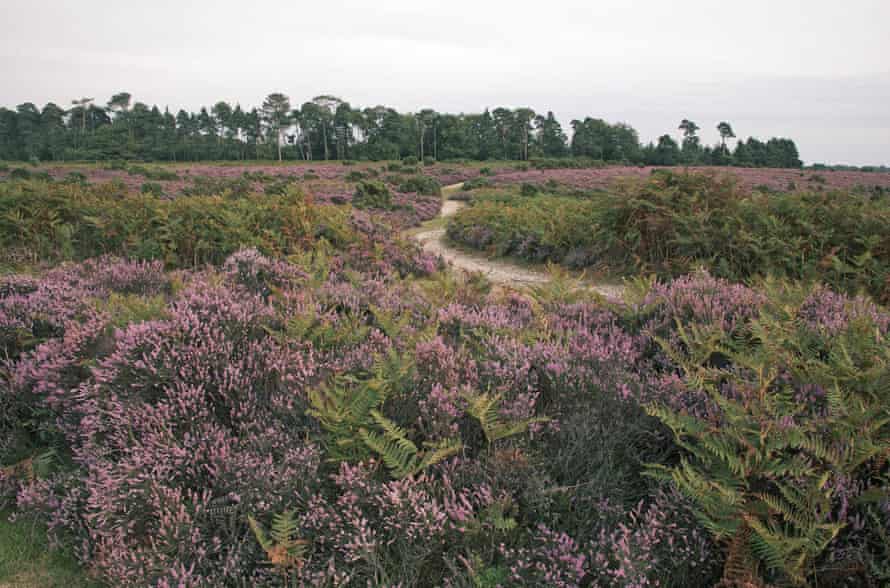 Heathland on Hampton Ridge with Amberwood Inclosure beyond New Forest National Park Hampshire England.