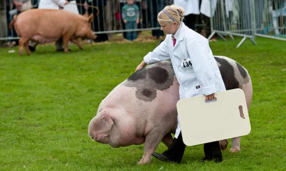 A Gloucester old spot at the Westmorland Show