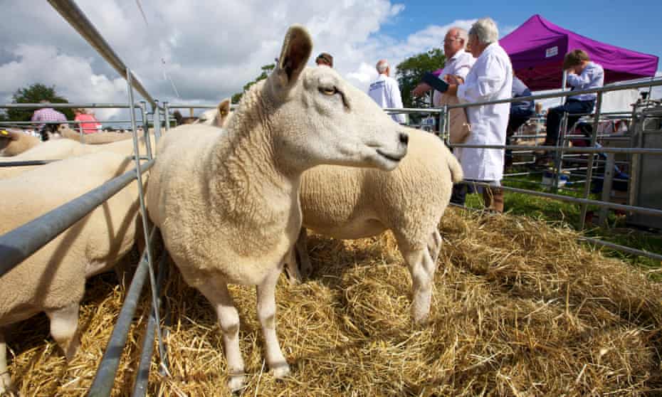 Prize sheep at Burwarton Show.