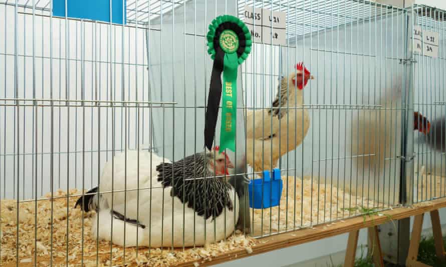 Prize-winning poultry at Stithians Show.