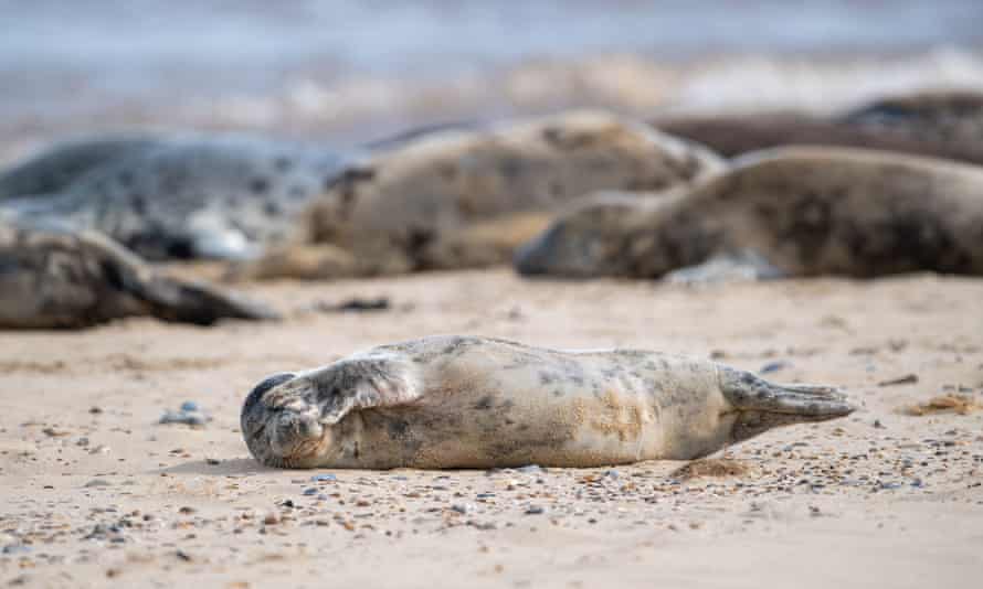 Atlantic grey seals on Horsey Beach, Norfolk.