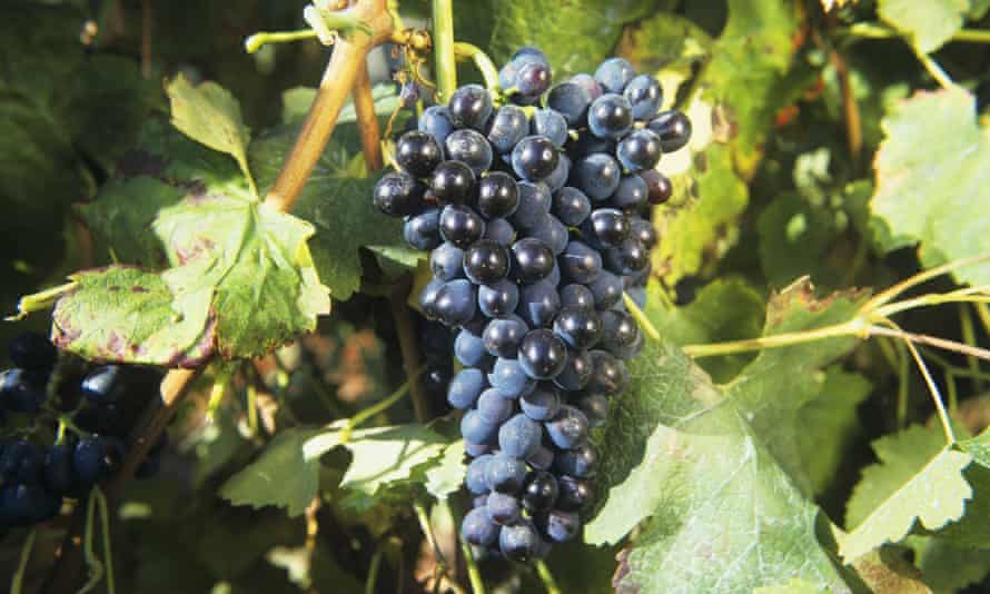 Bunch of syrah grapes