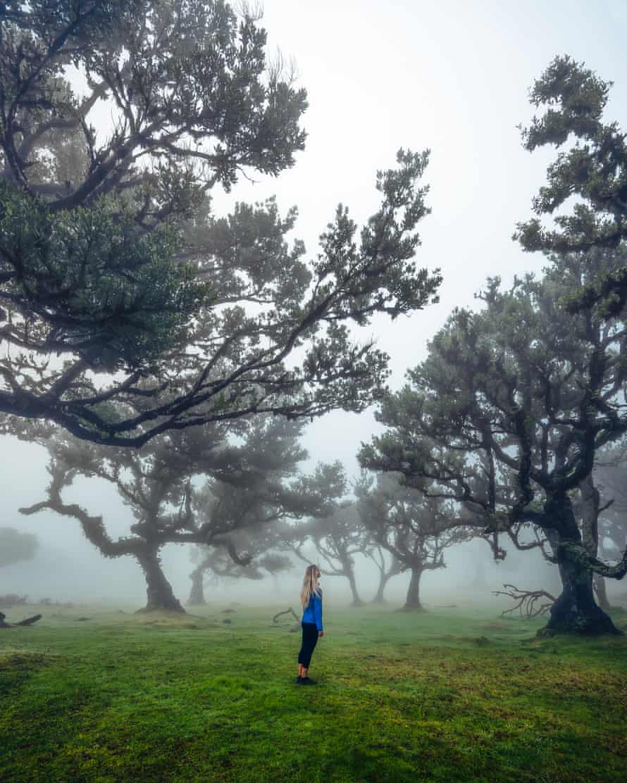 Fanal - FOREST (Madeira)©DigitalTravelCouple