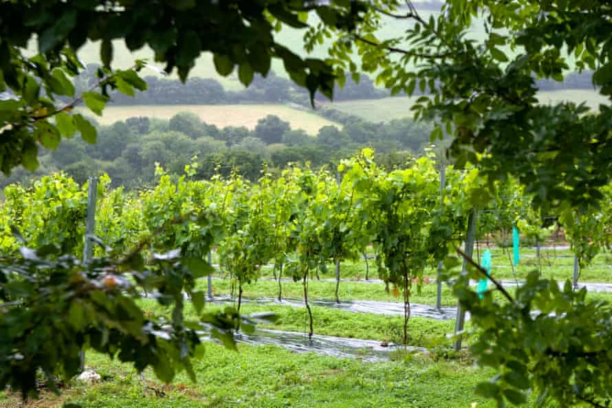 Rows of vines at Camel Valley vineyard near Bodmin, Cornwall, UK.