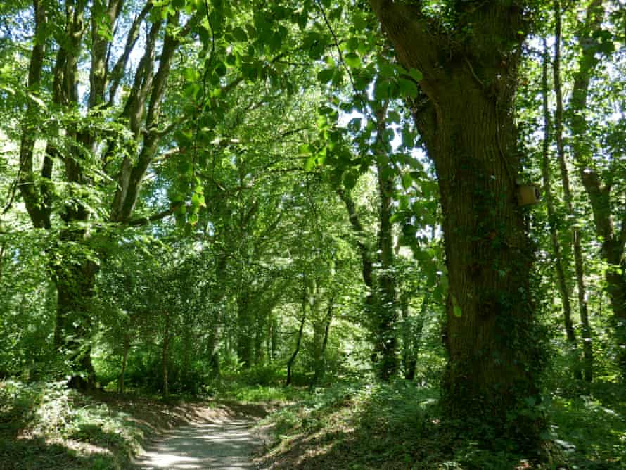 Path through a wood at Lanhydrock, Cornwall, UK.