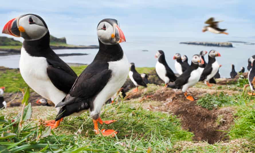 Atlantic puffins on Lunga.