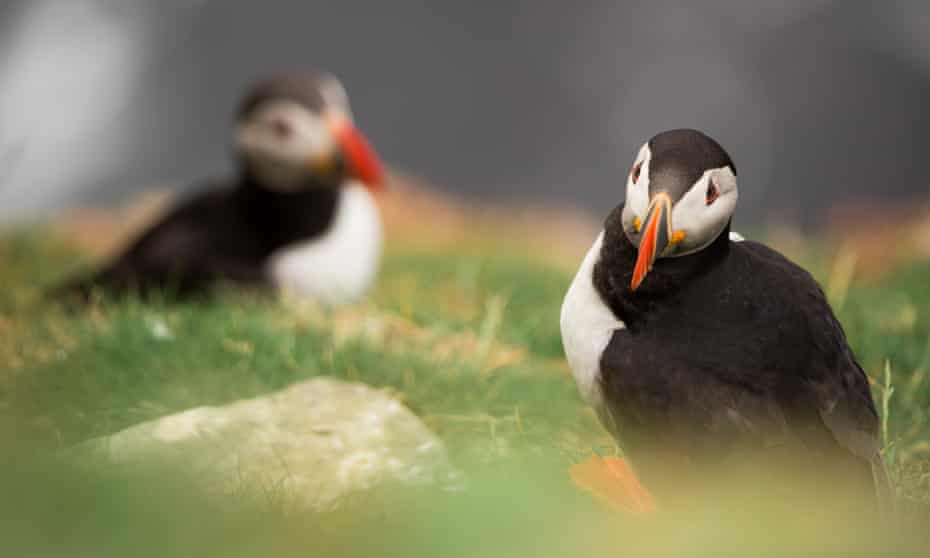 Colourful puffins