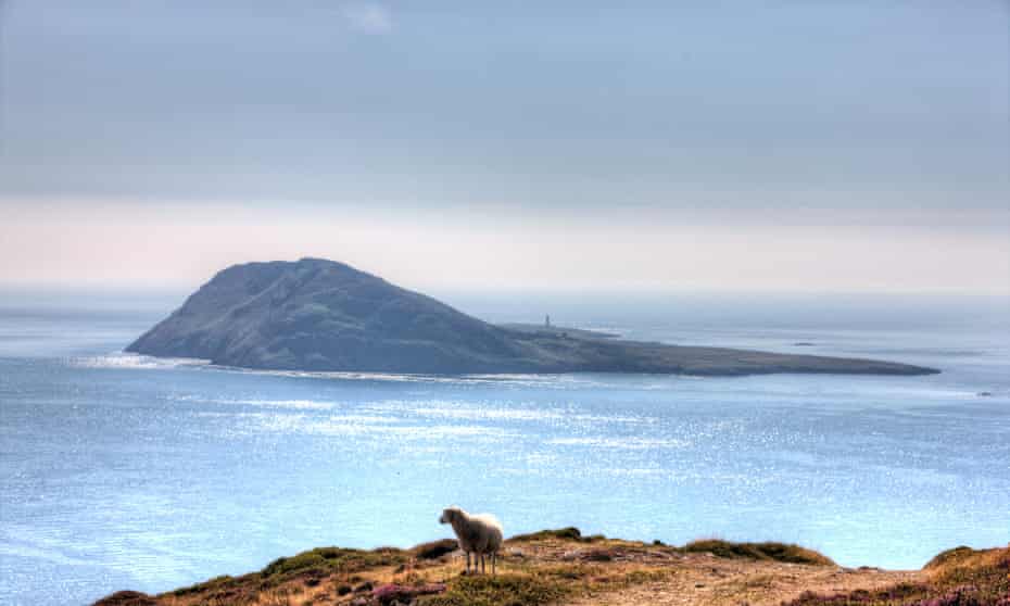 Solitary sheep on Welsh coastal headland overlooking Bardsey Island