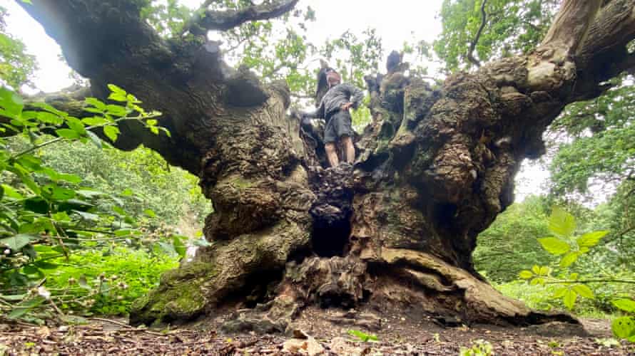 Writer Kevin Rushby and an ancient oak near Manningtree, Essex.