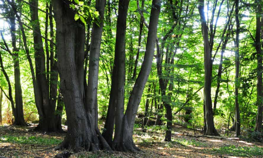 Well Wood, Heartwood Forest.