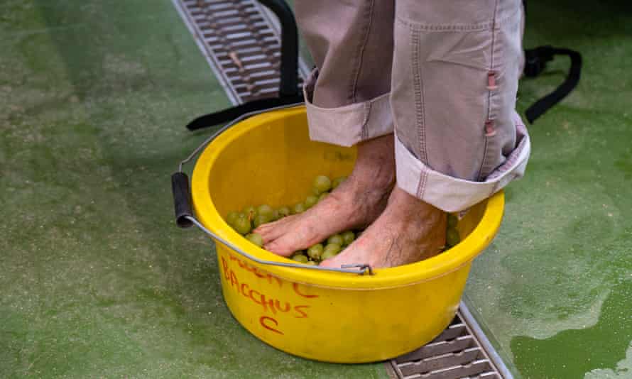 A Dartington Trust guest treading grapes in a yellow bowl