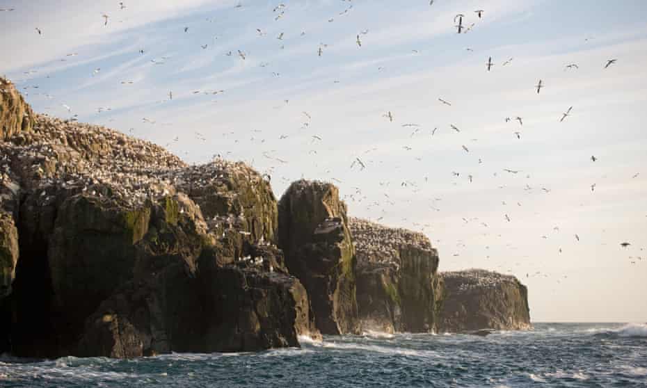 Gannets on Grassholm.