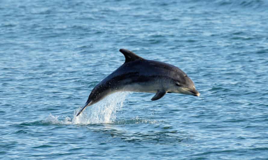 Bottle-nosed dolphin.