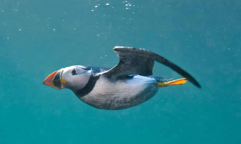 Puffin