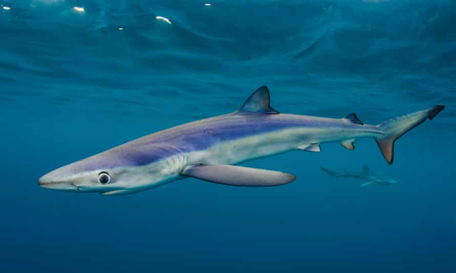 Blue sharks off Penzance, Cornwall.