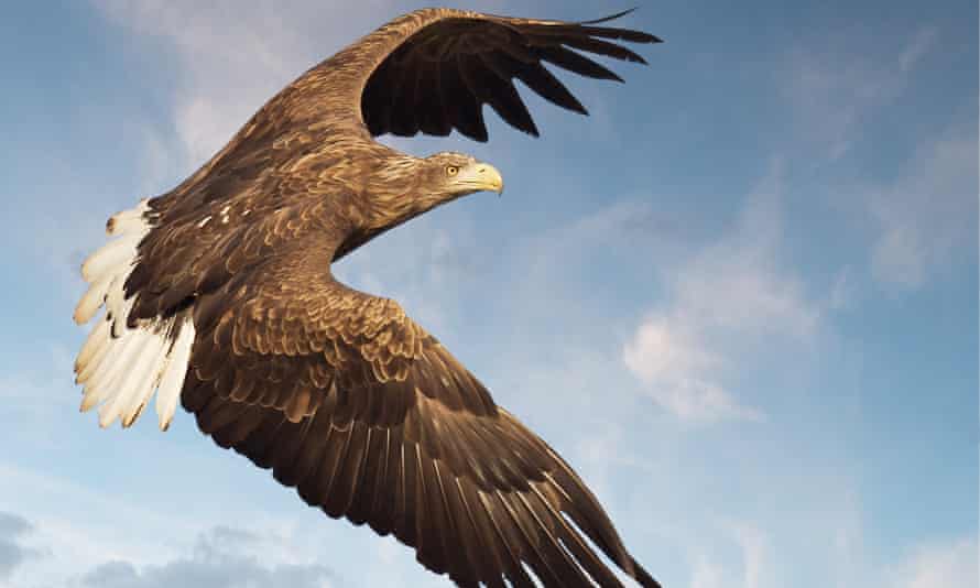 White tailed sea eagle in flight off west coast of Scotland.