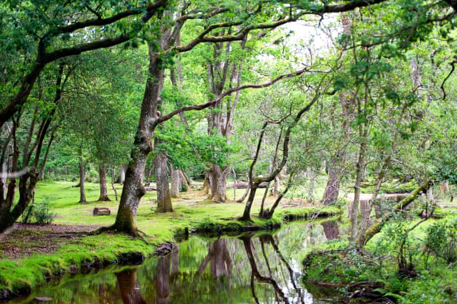 A tranquil pool on a countryside walk in the New Forest.