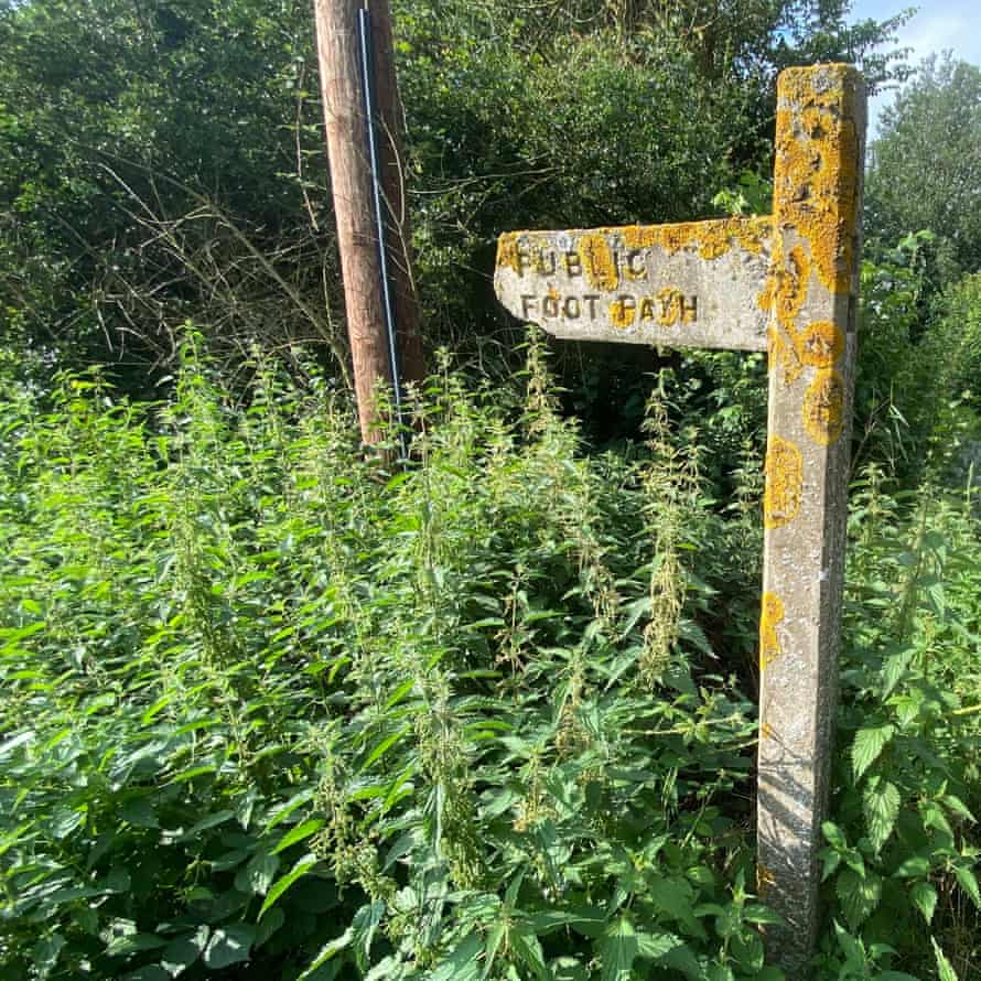 A public footpath choked with nettles on the writer’s walk in Essex, UK.