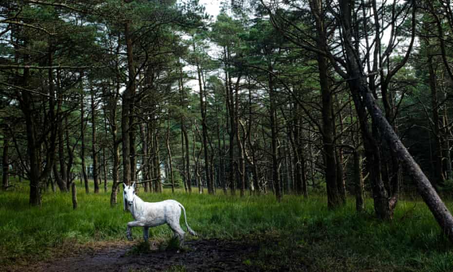 White unicorn on the Pendle sculpture trail.