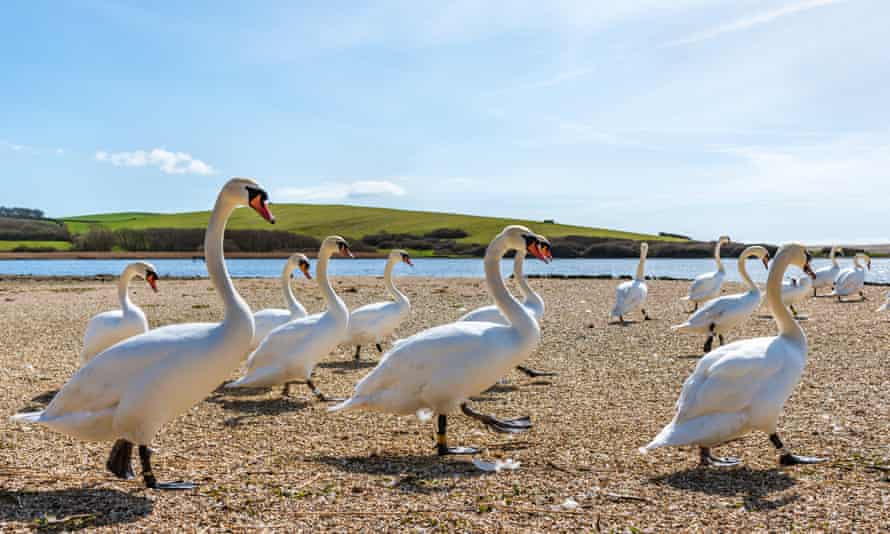 Marching swans at feeding time, Abbotsbury Swannery, Dorset, UK.