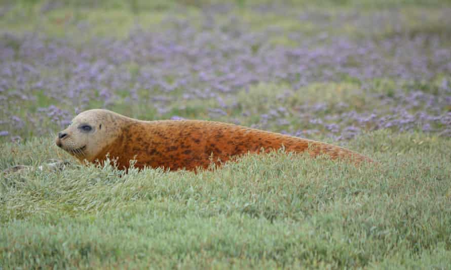 Seal, basking on land, spotted along the Essex coast, England, UK.