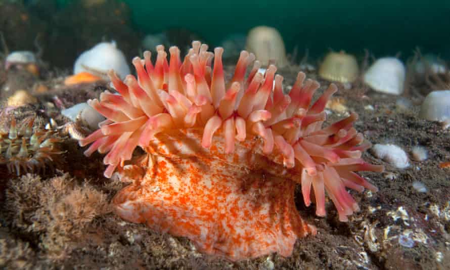 Horseman anemone at St Abbs.